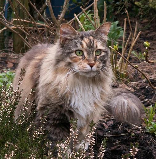 布偶猫加菲猫串串白色,布偶猫猫掉毛最好的解决办法