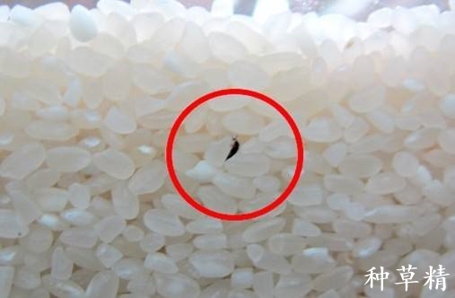 分享7种驱米虫方法,米出虫以后怎么除虫