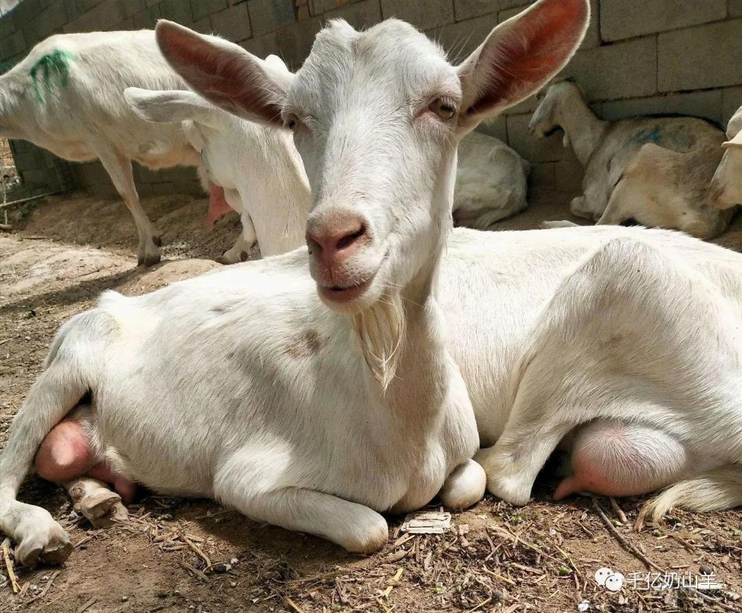 奶山羊都有哪些病虫害,养殖奶山羊禁忌