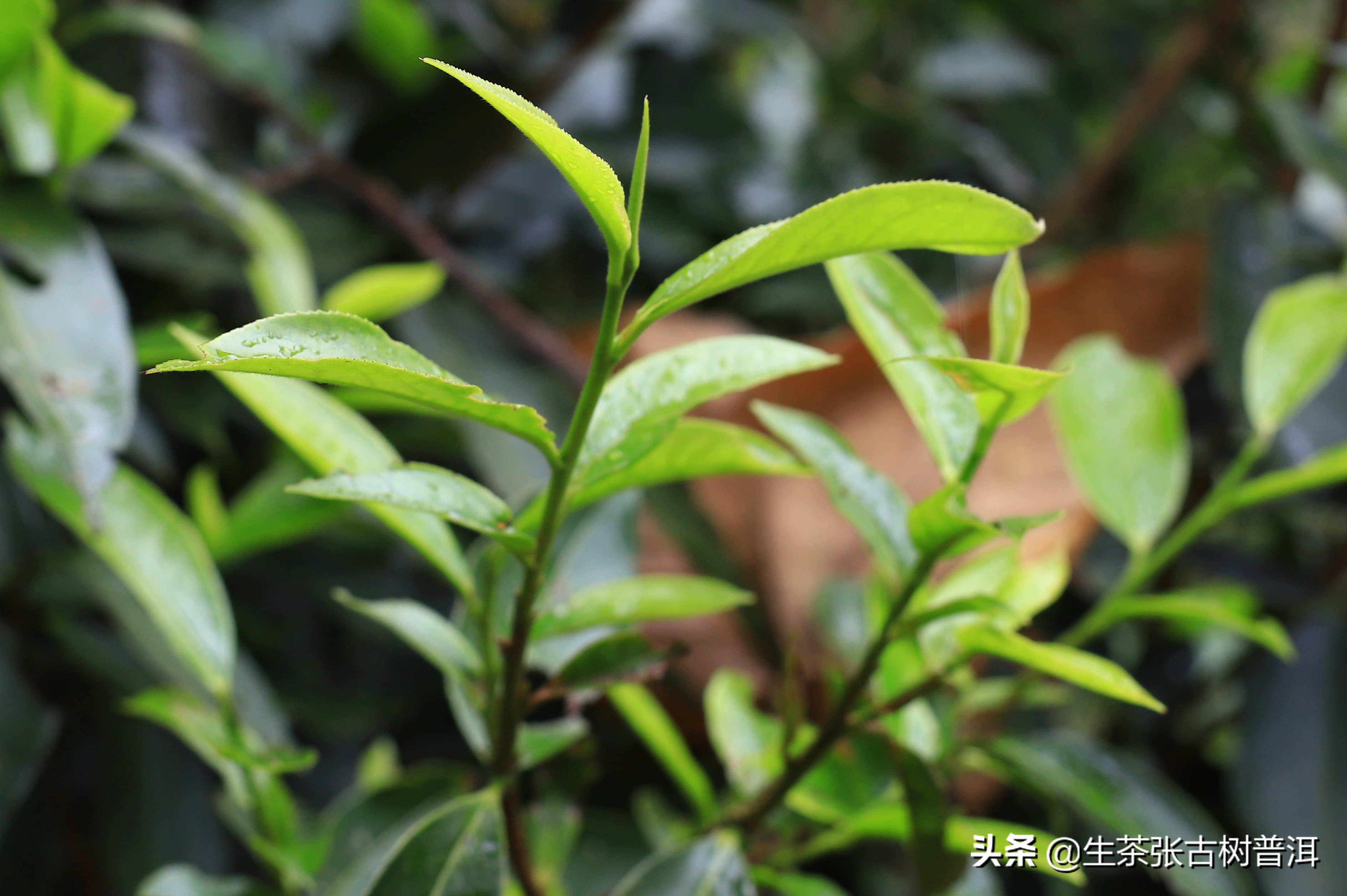 坝歪古树茶口感怎么样,南糯山半坡老寨古树茶口感