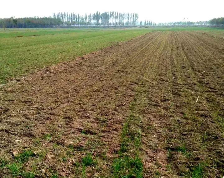 小麦发黄死苗用什么药治疗,小麦发黄有死苗什么原因怎样治