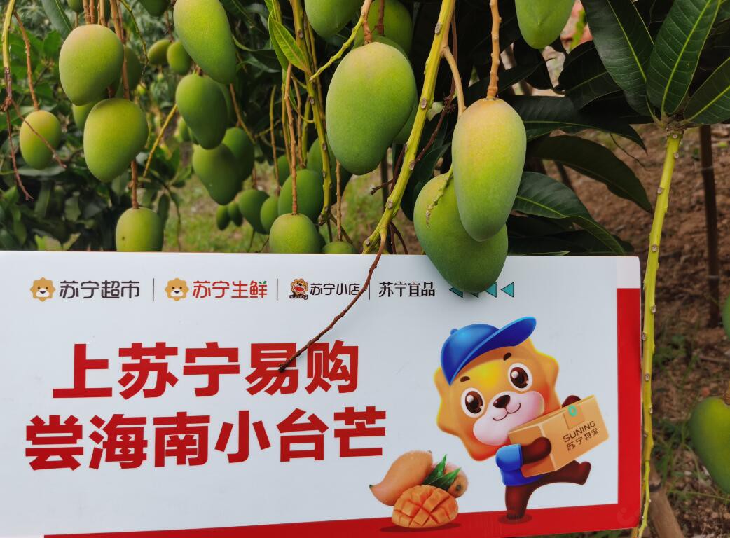 最新海南小台芒产地直发,广西贵妃芒10斤大果当季整箱