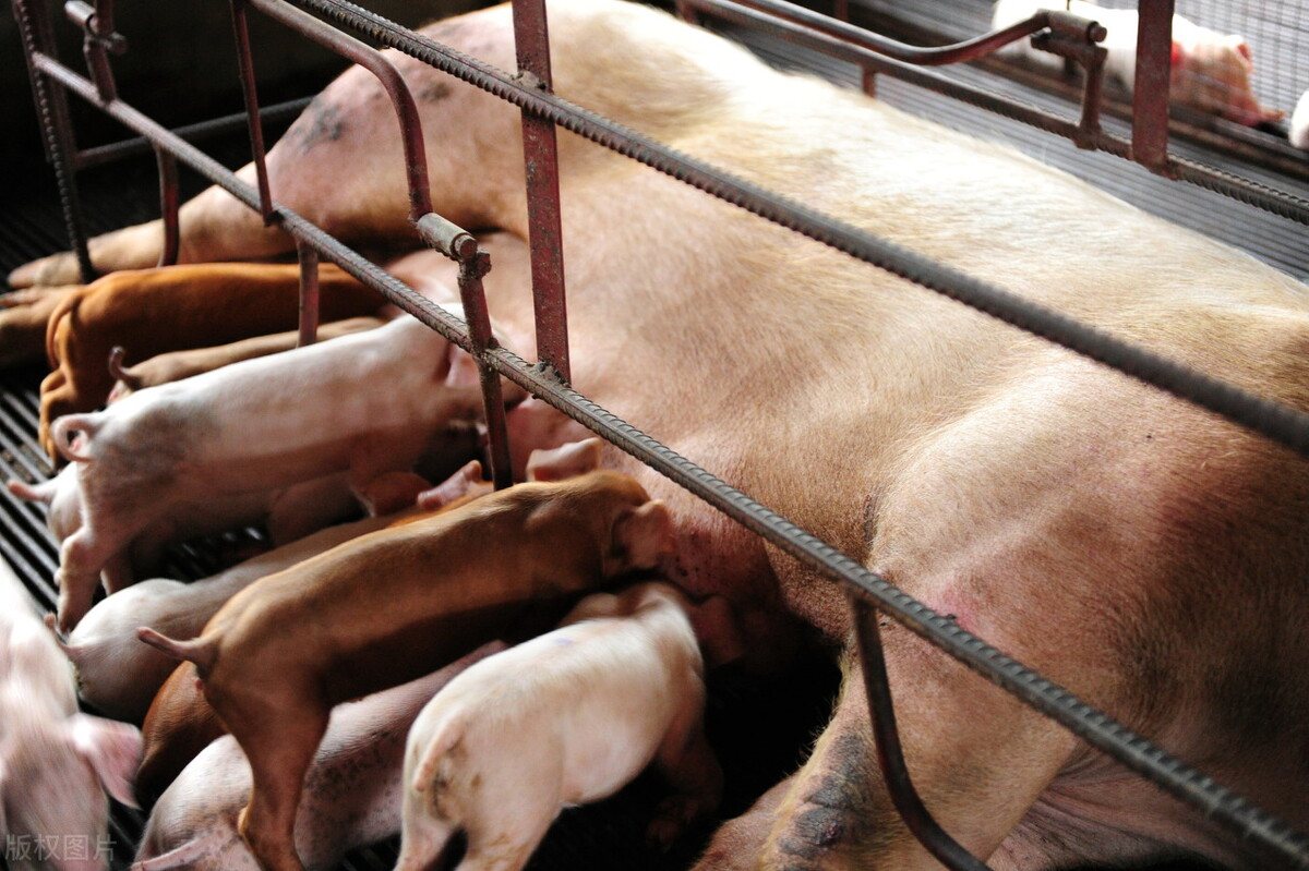 三元标猪4.7元，小猪百元5头，提前两周公布收储计划，有何猫腻？