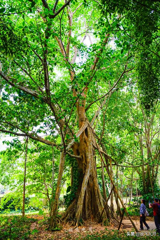 西双版纳自驾游不花钱的景区,云南西双版纳旅游攻略必去景点