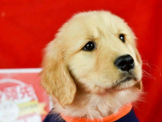 金毛每个阶段的喂食量是多少,金毛各个阶段狗粮吃多少