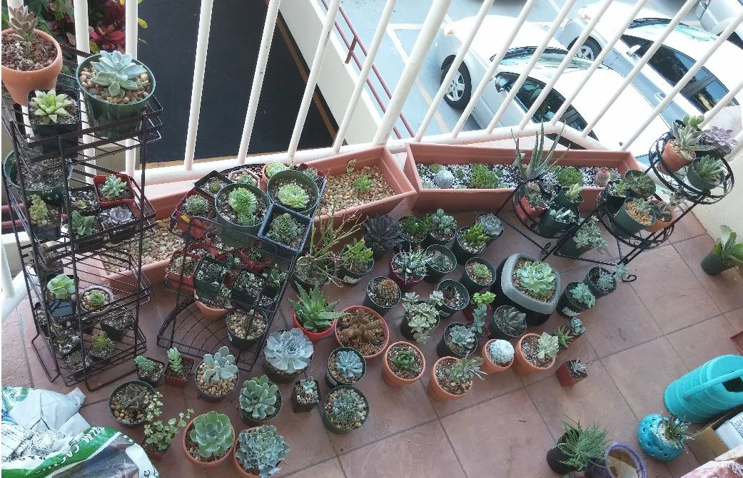 多肉植物怎样养新手入门篇,新手养多肉植物需要掌握的8点