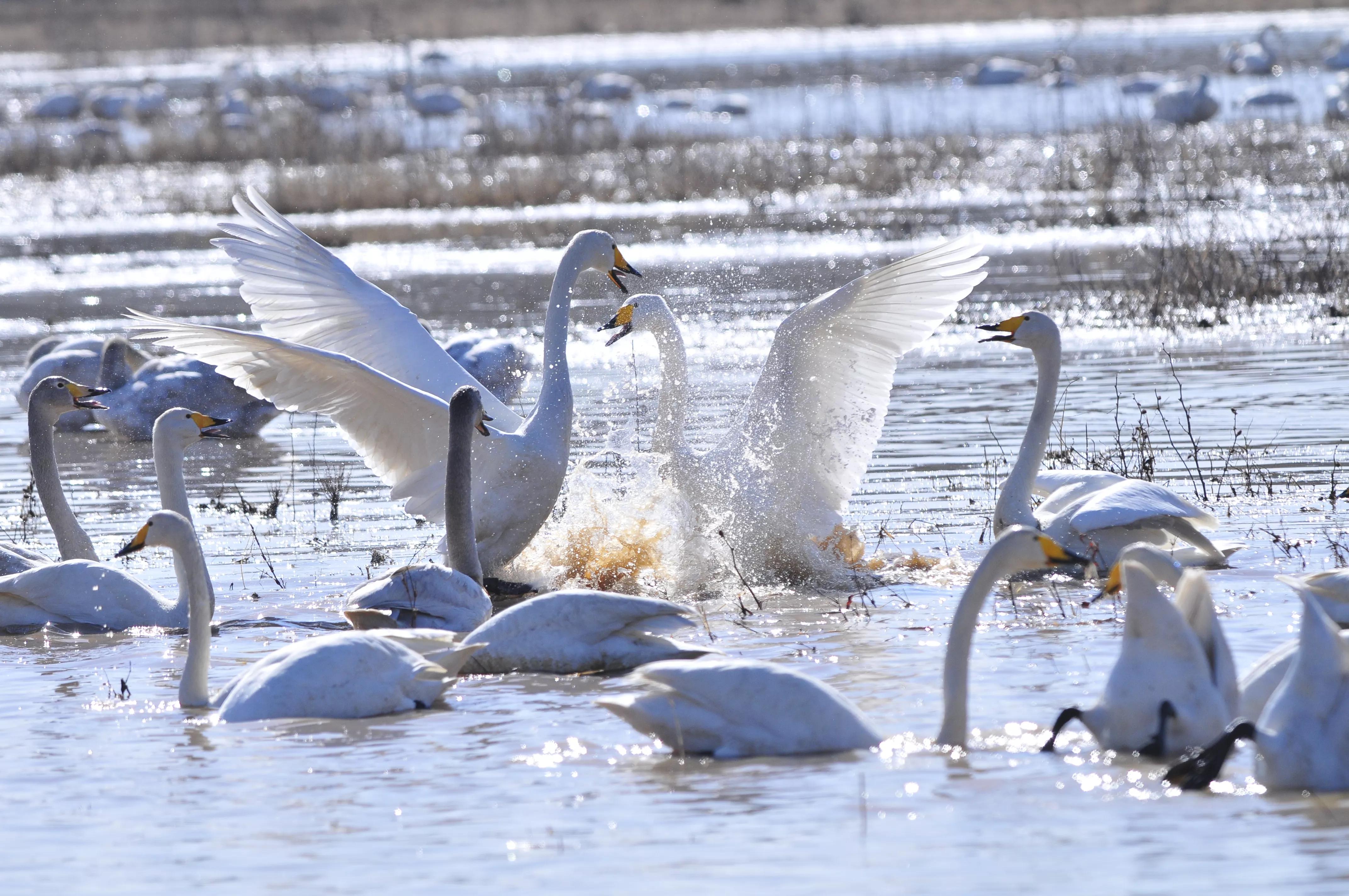 D300s+300F4拍摄/满意，趣解/天鹅斗：只动嘴不动手