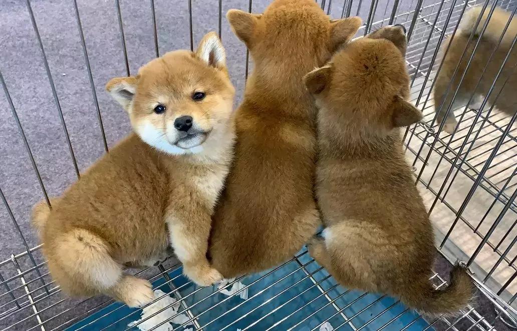 萌宠齐聚南京宠物博览会,day1