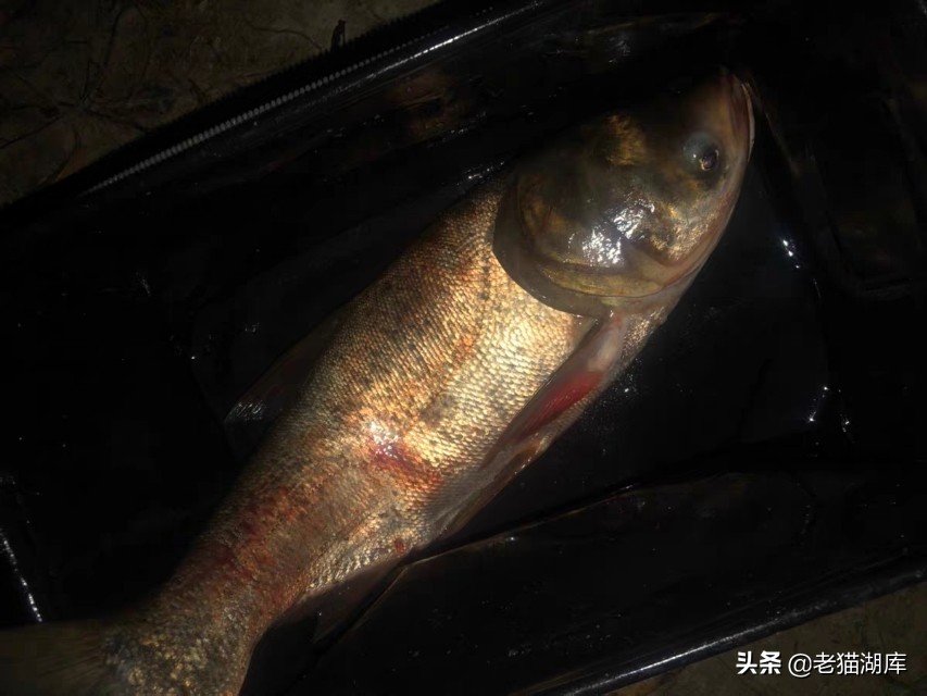 鲢鳙鱼的垂钓方法和技巧,鳙鱼生活习性及钓法