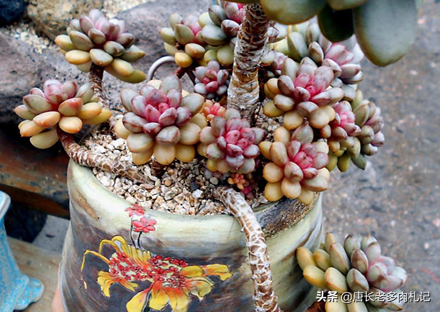 葡萄多肉怎么养才能爆侧芽,多肉葡萄的养护和繁殖方法视频