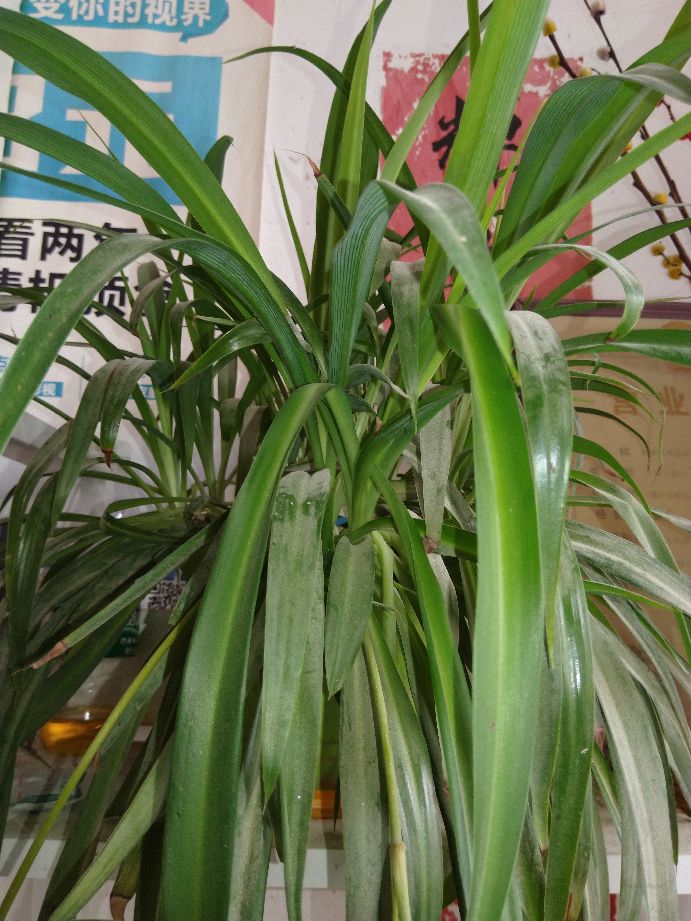 吊兰怎么养又亮又好看,吊兰绿植可以室内养吗