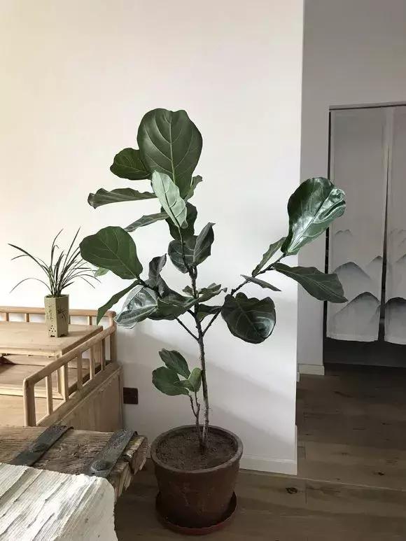 净化空气去甲醛的花是什么花,新房什么花吸甲醛最好最快