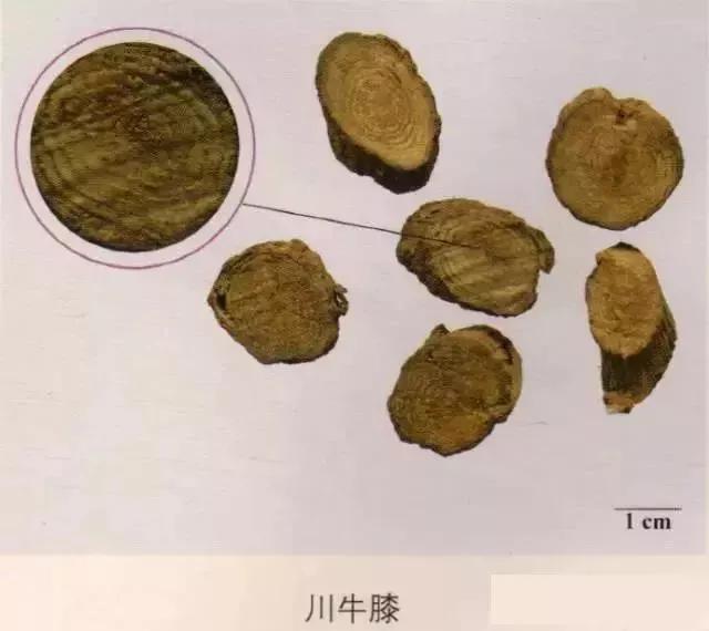 中药材图片大全大图带药名,200多味中药材图谱带图