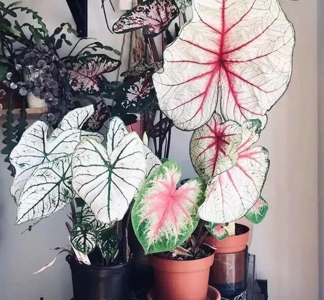 网购的植物好看又好养活的有哪些,网上买什么植物好看好养