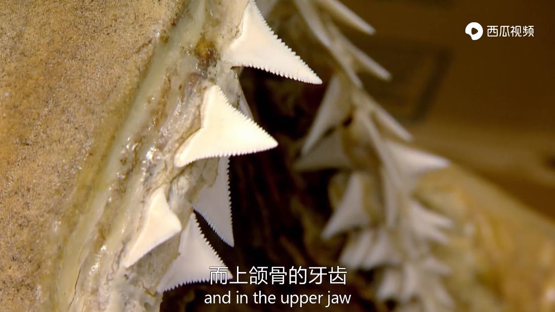 大白鲨是真正的海洋霸主吗,大白鲨演化史