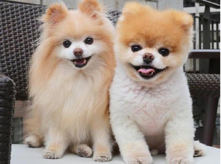 博美犬毛发不好吃什么,博美犬的毛发如何正确的打理