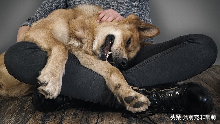 狗狗为啥要扑到人身上,狗狗靠着主人大口哈气