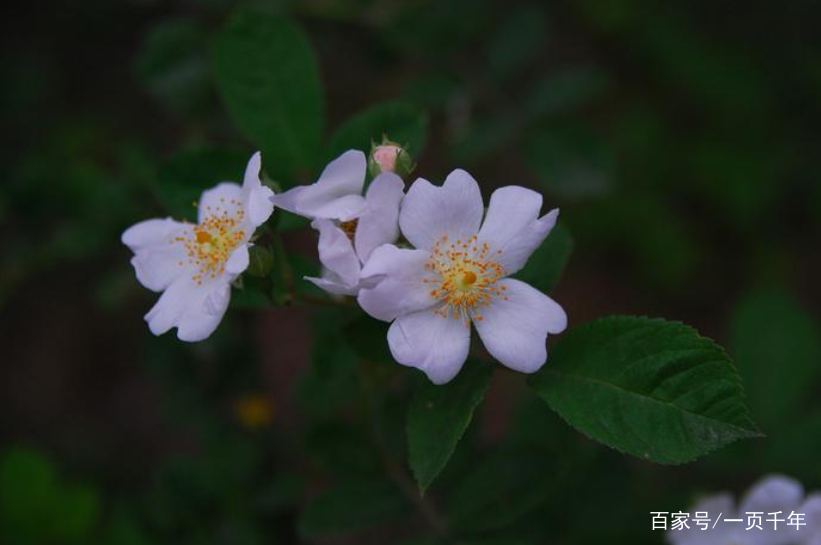 你知道世界上什么花最好养吗,你知道什么是世界上最好的花吗