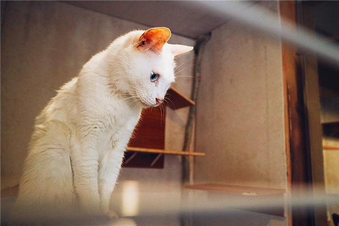 猫咪可以不吃猫粮吗只吃肉吗,猫咪不吃猫粮怎么办教你三招治疗