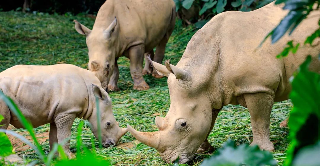 长隆野生动物世界暑假攻略,广州长隆野生动物园亲子一日游攻略