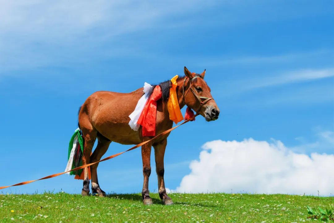 丁真和四川什么关系,丁真背后是谁