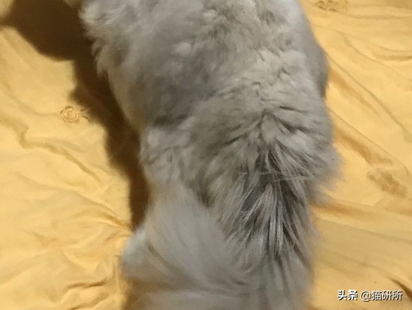 猫咪全项检查都有什么,猫咪的17项基础检查