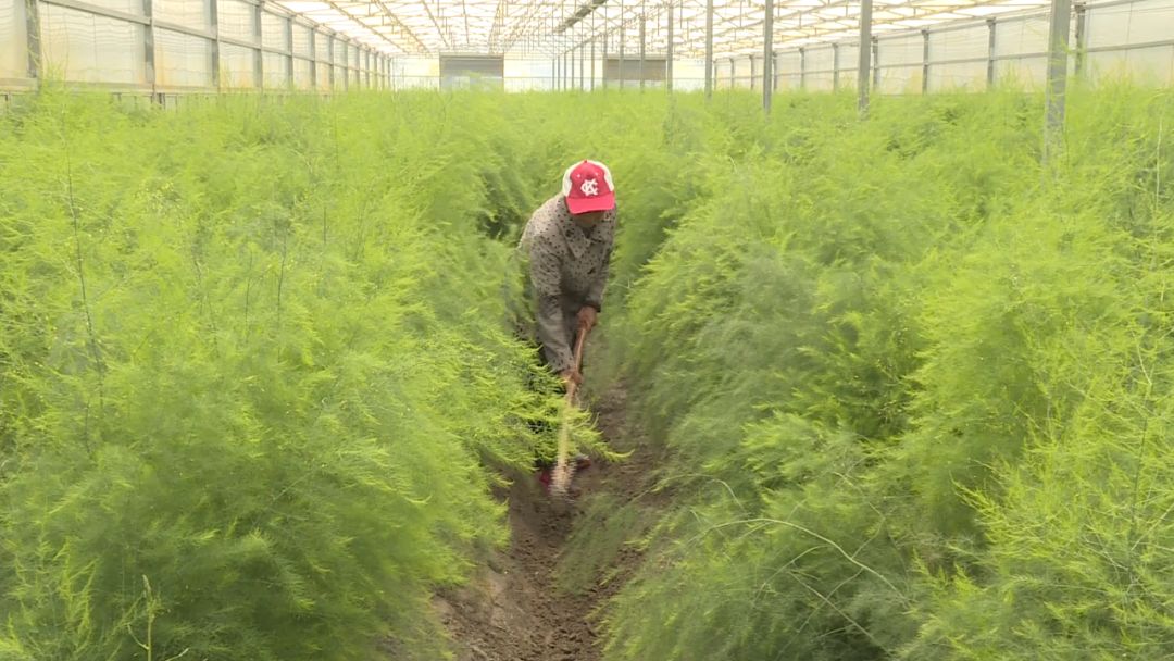 如皋城北街道野林村芦笋现状,芦笋产业乡村振兴