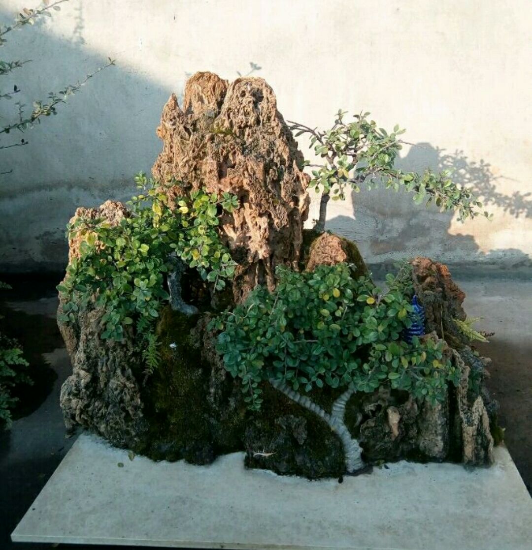 火棘盆景换盆的最佳时间,火棘盆景十一月移栽能成活吗