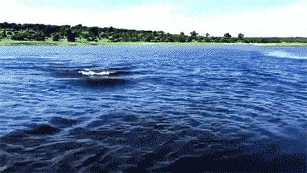 汗血宝马暴躁视频,汗血宝马的暴脾气