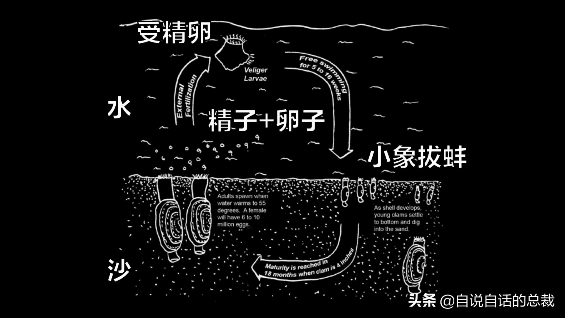 蛏子与小人蚬的区别,贻贝蛤蜊有什么区别