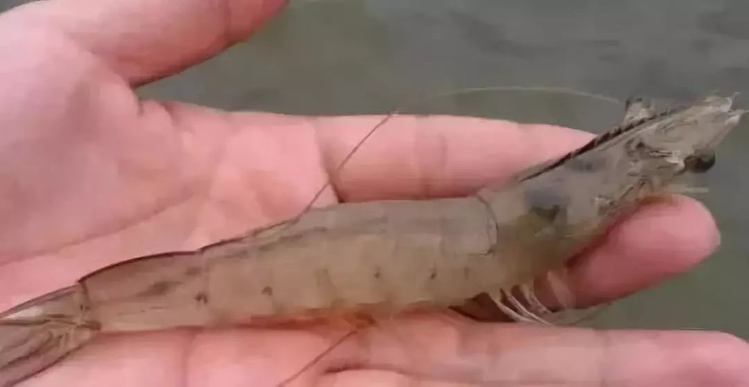 对虾空肠空胃可以治好吗,对虾喂料两小时后空肠空胃正常吗