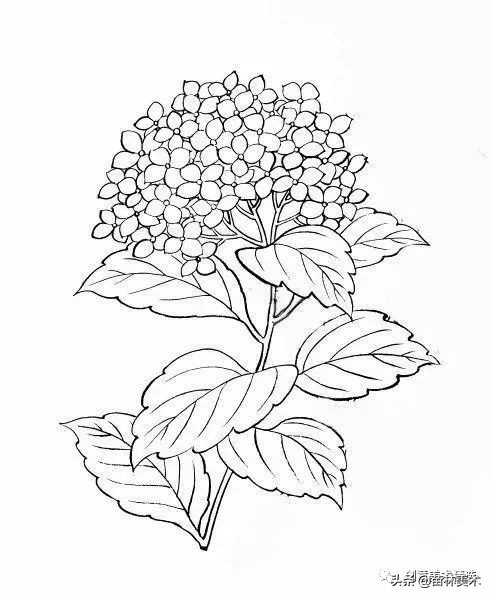 工笔花卉线稿和色稿,花卉白描线稿
