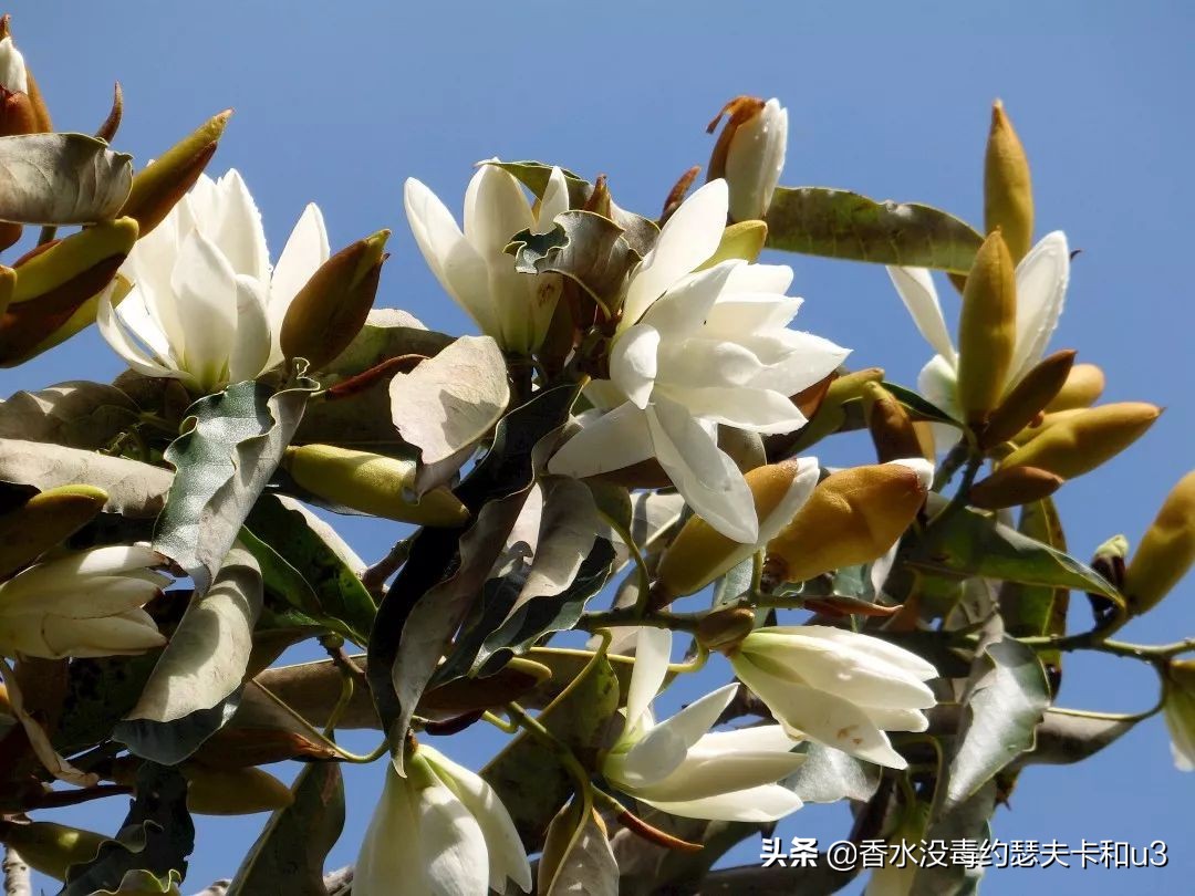 爱马仕屋顶香水寓意,爱马仕香水屋顶花园小样