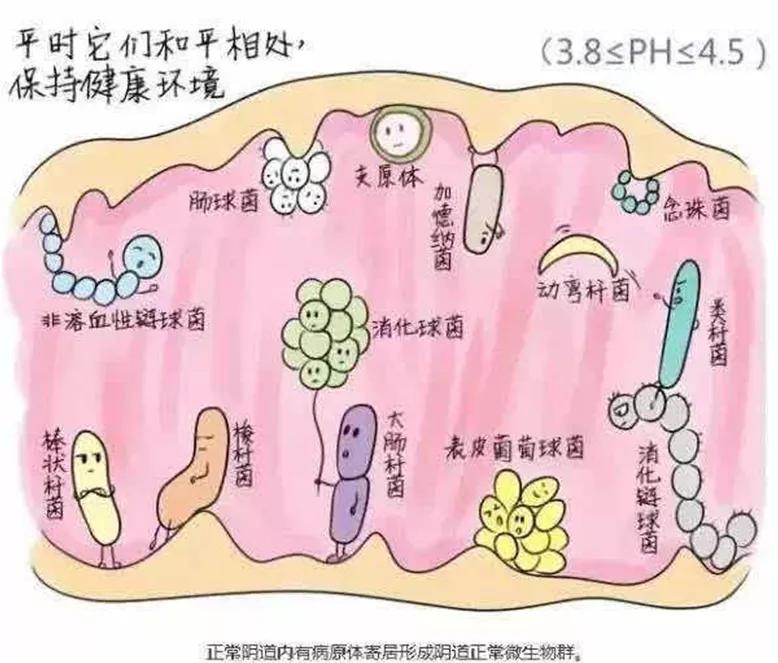 “阴道炎”反反复复？小心，别误了好“孕”来