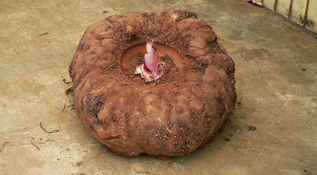 农村有一种野生蔬菜,农村有一种植物很香