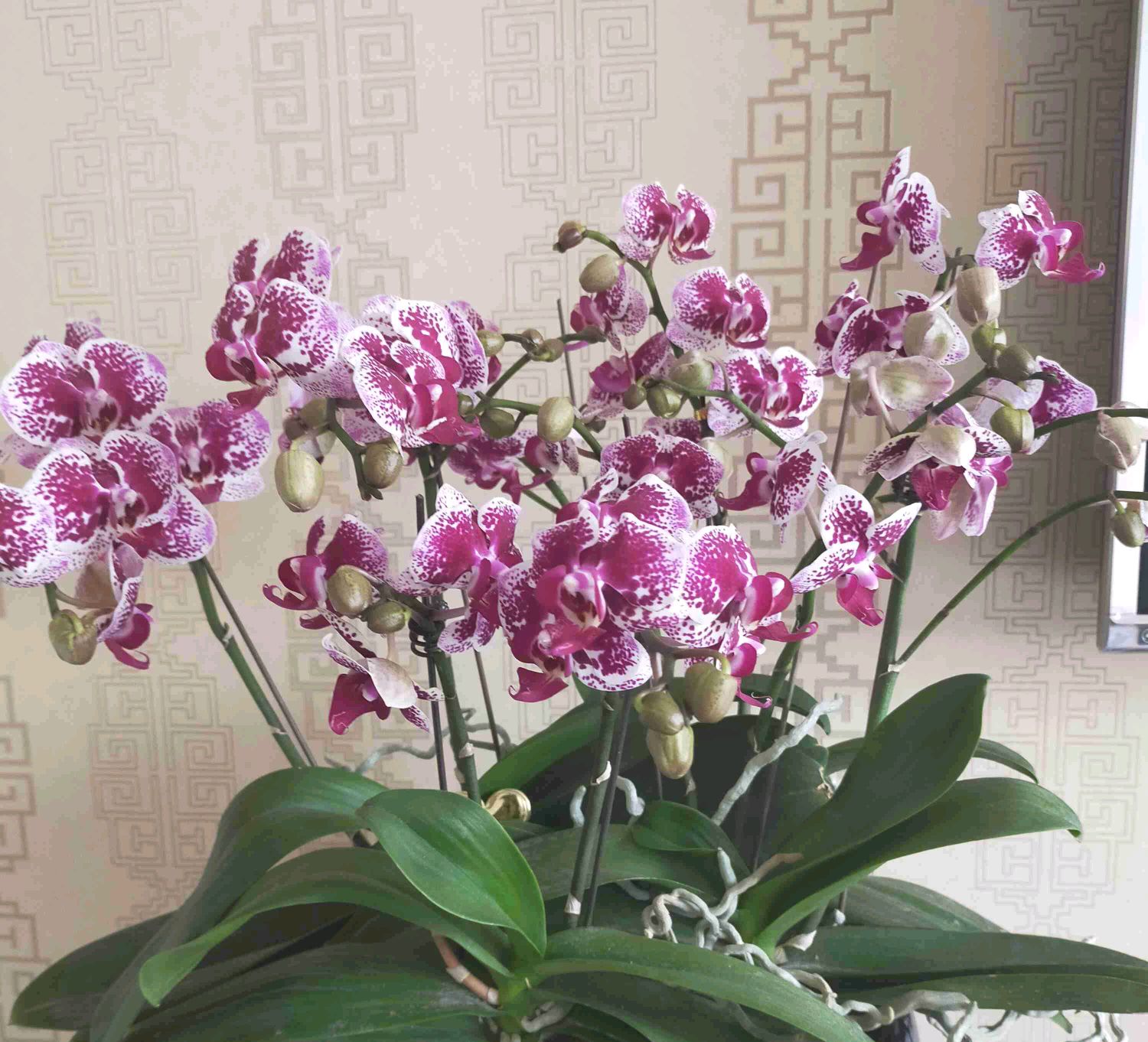 蝴蝶兰根系不往花盆扎？和趋光性无关，在盆土和浇水上犯大错