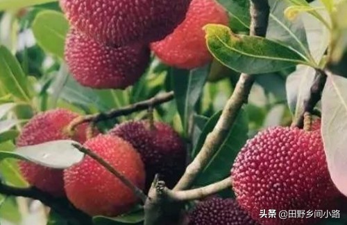 杨梅的种植技术,杨梅种植技术大全