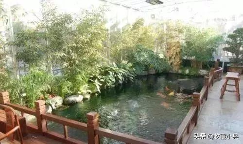 养锦鲤十大忌讳鱼池,养锦鲤最忌讳8件事