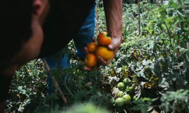他在大理租下23个足球场大的地方，种菜、养牛、建农场日子过成诗