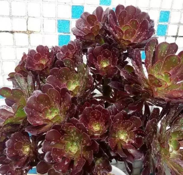 黑法师怎么养肥,如何养护黑法师