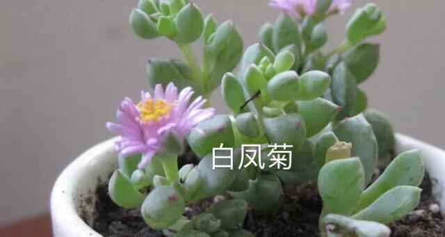 长寿花属多肉类植物,多肉类植物有哪些