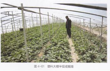 什么品种的草莓产量多又好吃又甜,什么草莓品种丰产又好吃