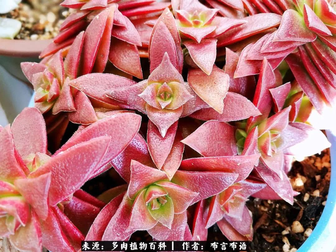多肉的真实生活感悟,多肉的生活感悟