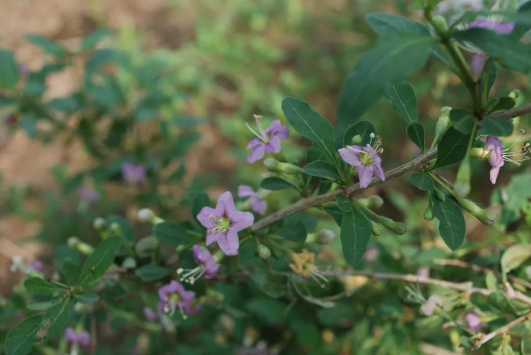 冬天常见中药植物图片及功效,花期长的草本植物图片