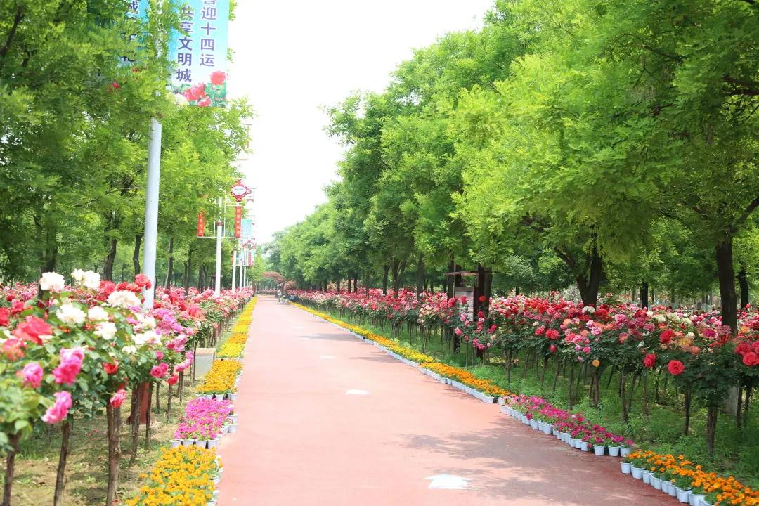 又刷屏了！高新这片花海，惊艳你的朋友圈！