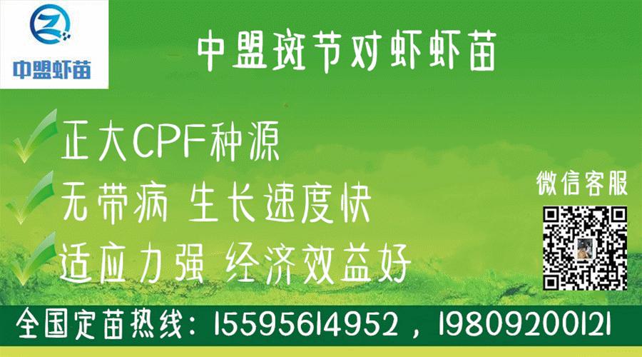 斑节虾是淡水养殖还是海水养殖,微正斑节虾养殖