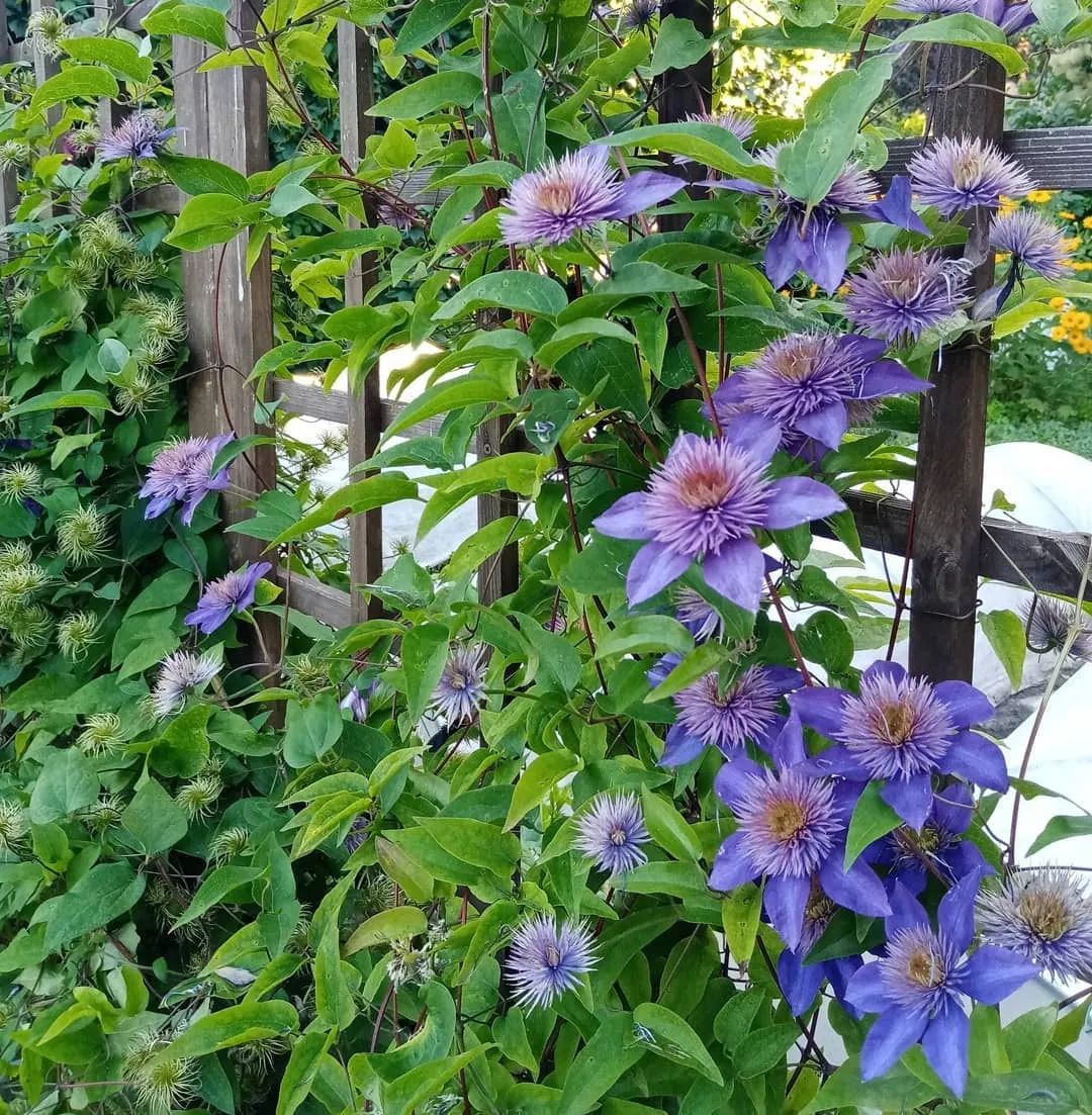 植物和花盆搭配,铁线莲哪个品种和紫藤搭配
