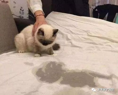 猫咪乱拉尿,打一顿解决不了问题:找出乱拉尿原因才是关键