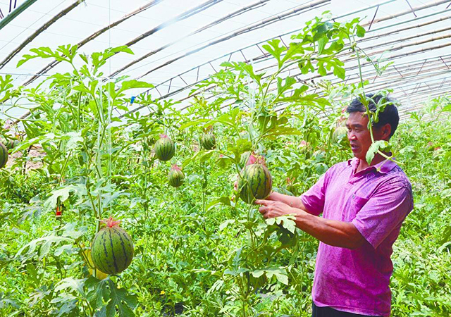 增加西瓜甜度的方法,西瓜怎么提高甜度和产量