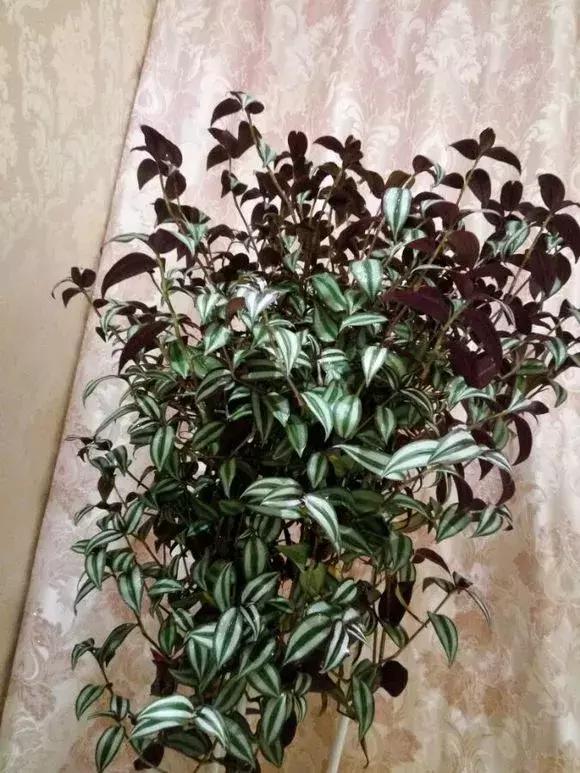 适合室内养的不见阳光的垂吊花,适合阳台种的垂吊花一年四季开花